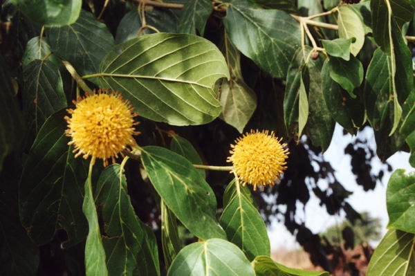 Mitragyna inermis
